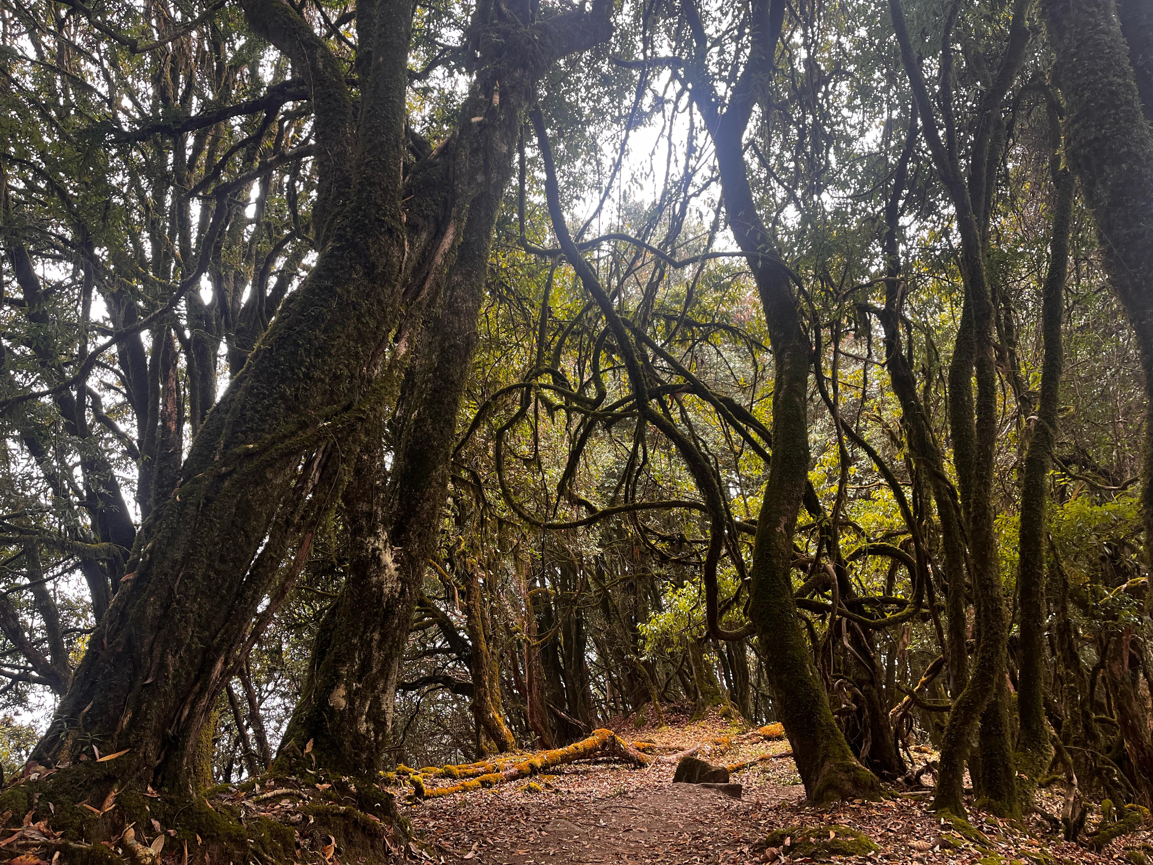 jungle gandali (2).jpg